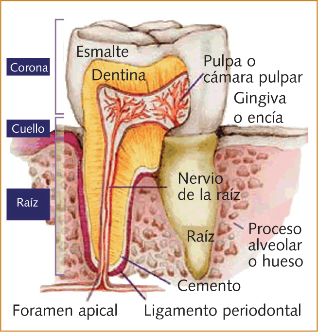 glosario odontologico