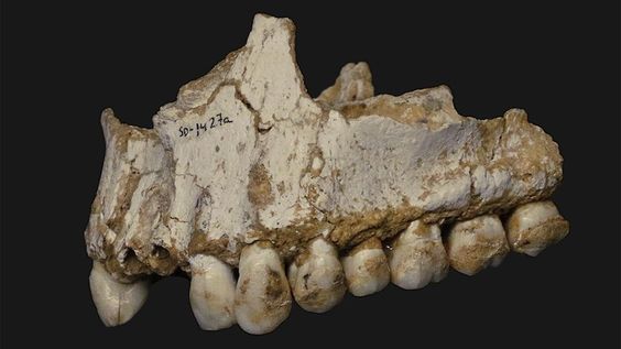 dientes primitivos