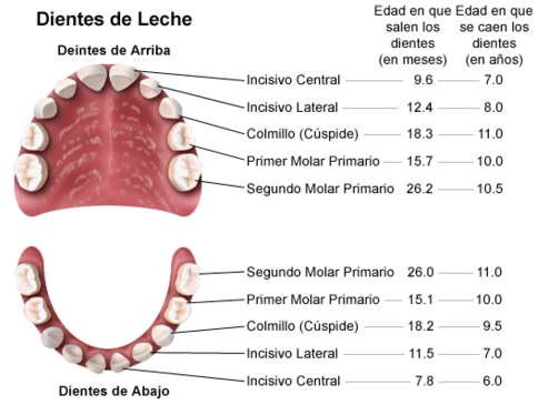 dientes, glosario de nombres