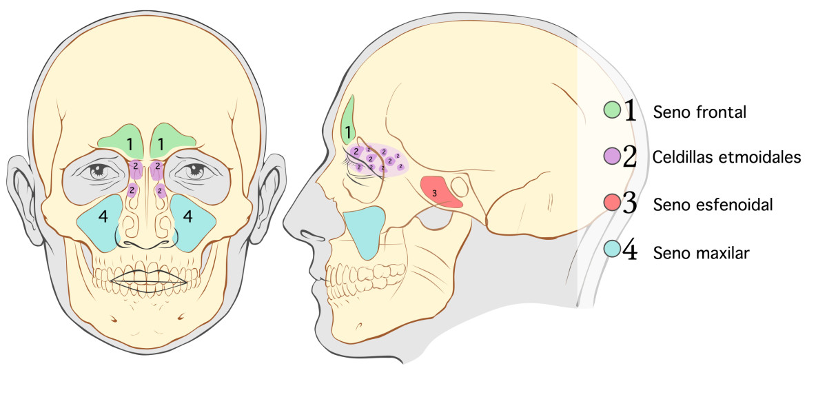 Senos paranasales