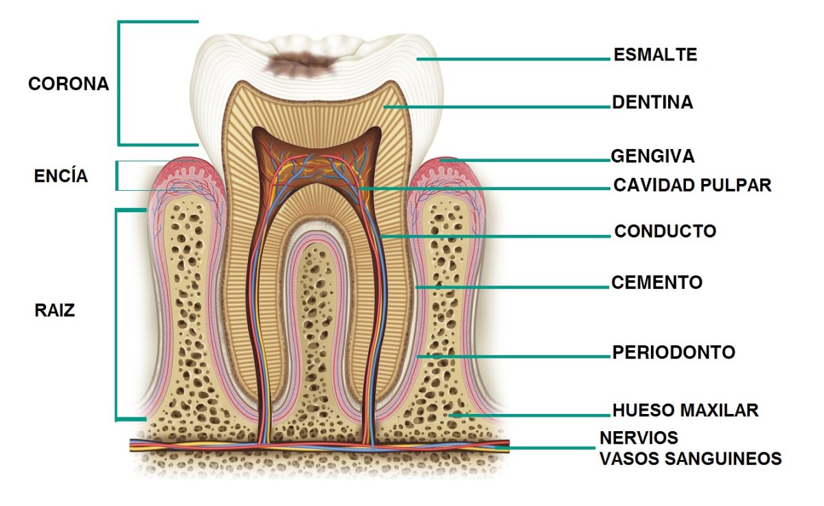 estructura del diente estructura del diente