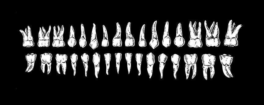 endodoncia multiradicular