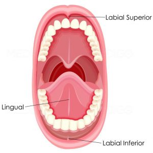 frenillo labial, frenillo lingual