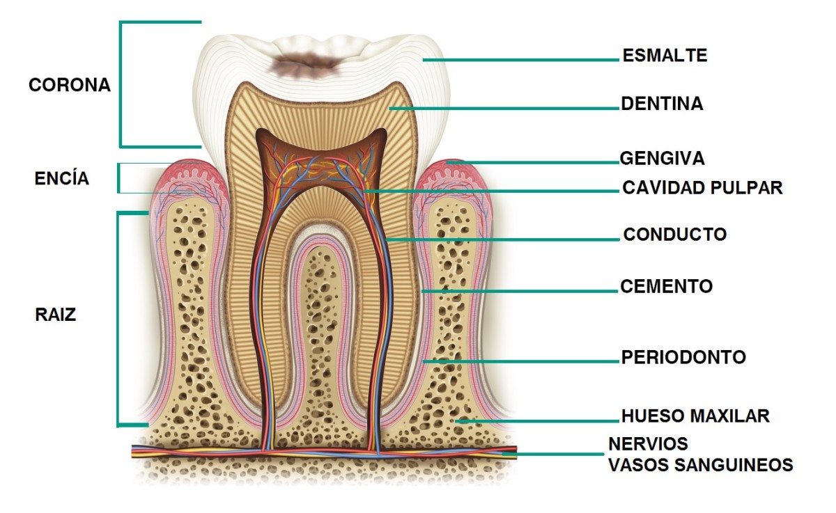 estructura del diente
